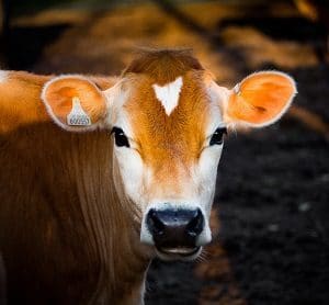 Immeuble par destination dissertation 06 image